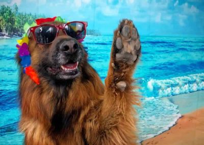 Club Bitxos Veterinaris - Club Bitxos Lovers. Mascotas felices