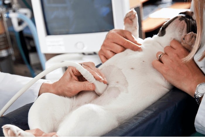 Diagnósticos por ecografía, radiología, etc