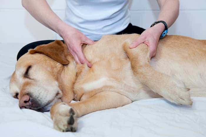 Servicios de fisioterapia veterinaria