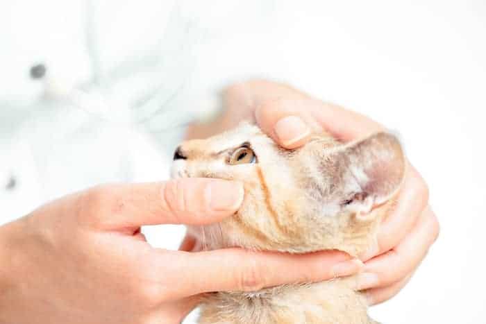 Medicina general veterinaria y especialidades