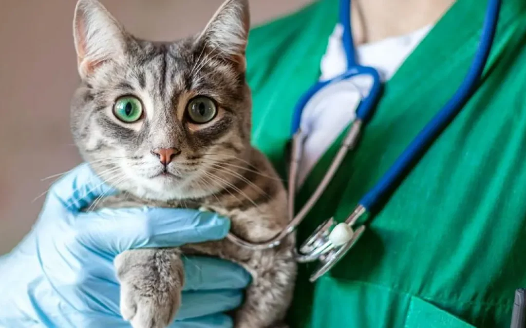 Blog 7 Esterilizar gato en Alella: todo lo que necesitas saber