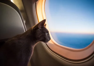 Viajar con tu Mascota 3 Gato viajando con sus certificados veterinarios imprescindibles