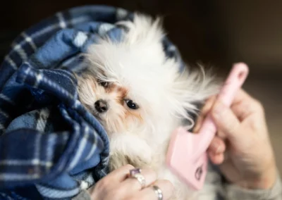 Peluquería estética Canina y Felina 2 Cepillado: Peluquería Canina y Felina de Bitxos Veterinaris