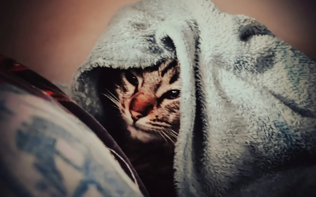 Blog 6 ¿Cómo saber si mi gato tiene fiebre? La guía más molona