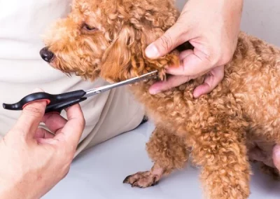 Peluquería estética Canina y Felina 3 Corte de pelo: Peluquería Canina y Felina de Bitxos Veterinaris