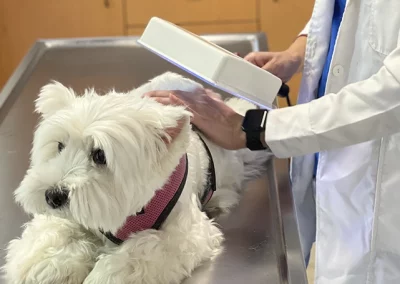 Medicina General y Especialidades 4 Dermatología, una de nuestras especialidades veterinarias