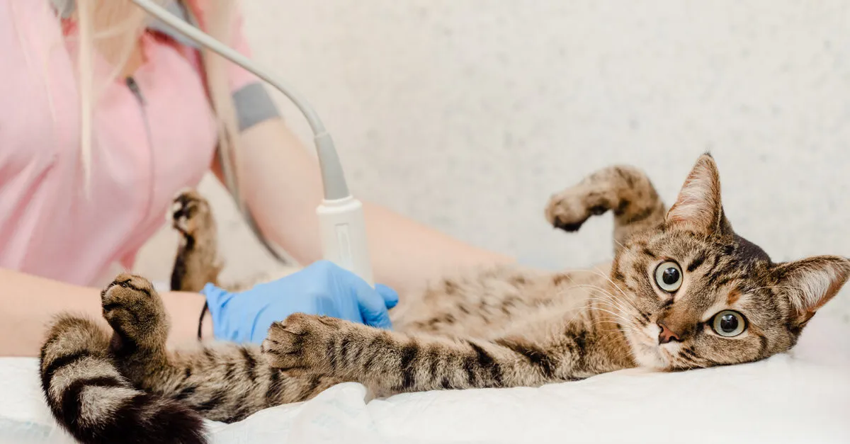 Esterilización de gatos y gatas en Bitxos Veterinaris. Esterilizar gato en Alella
