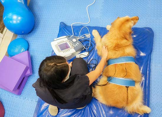 fisioterapia-veterinaria fisioterapia veterinaria