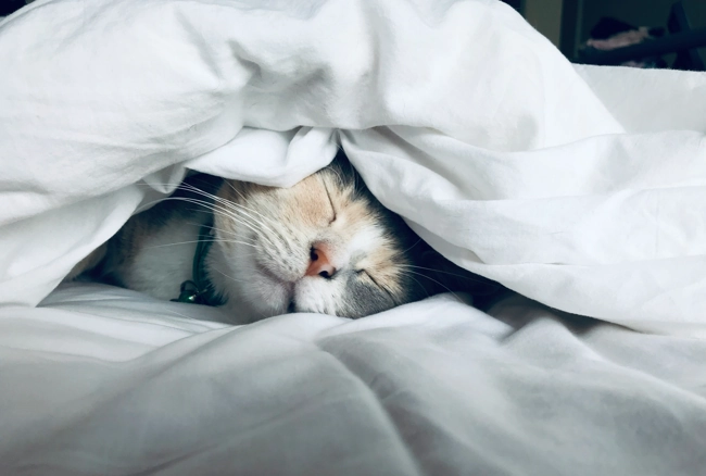 cómo saber si mi gato tiene fiebre