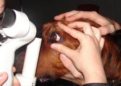 Medicina General y Especialidades 1 Oftalmología, una de nuestras especialidades veterinarias