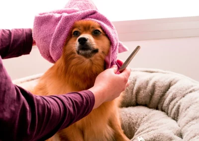 Peluquería estética Canina y Felina 1 Peluquería Canina y Felina de Bitxos Veterinaris