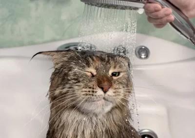 Peluquería estética Canina y Felina 5 Baño gato: Peluquería Canina y Felina de Bitxos Veterinaris