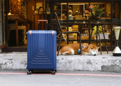 Viajar con tu Mascota 2 Cuando una mascota tiene que viajar, Bitxos Veterinaris puede facilitarte los certificados veterinarios necesarios