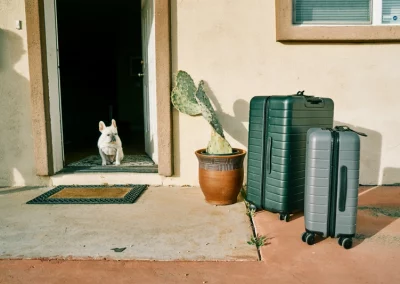 Viajar con tu Mascota 1 Para que un perro o gato pueda viajar necesita un certificado veterinario, entre otros requisitos dependiendo del páis de destino
