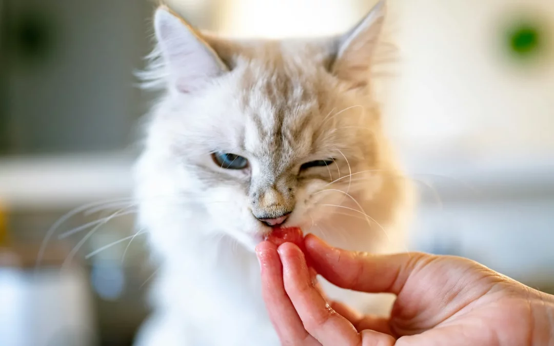 Blog 8 ¿Por qué mi gato no come?