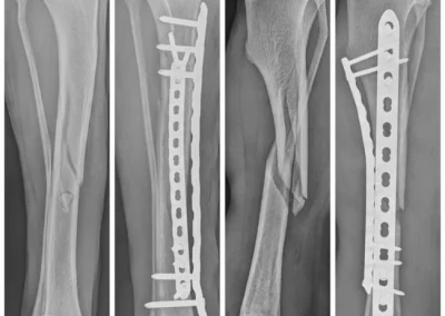 Medicina General y Especialidades 2 TRaumatología, una de nuestras especialidades veterinarias
