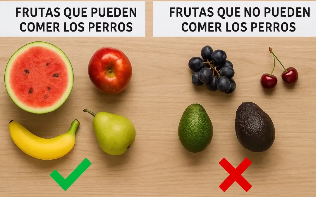 Blog 2 Frutas que pueden comer los perros