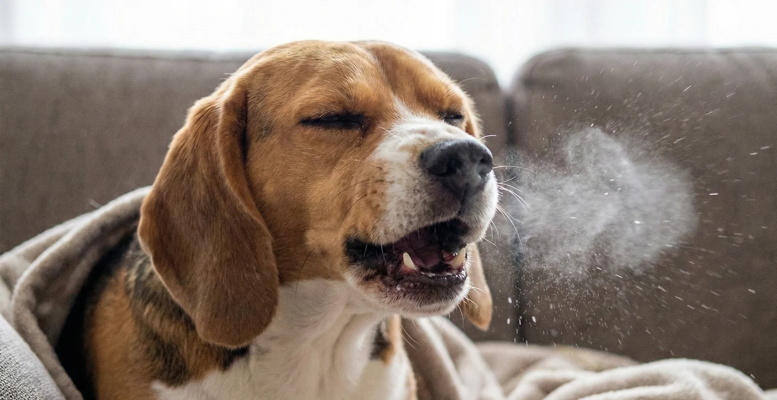 Fotografía congelada de un perro estornudando fuerte, síntoma principal del resfriado en perros.